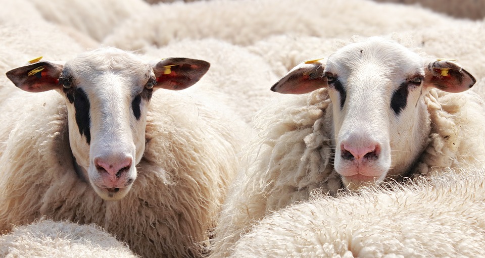 Sleep Myth About Counting Sheep: Debunked